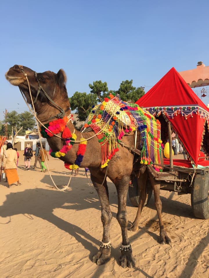 camel fair in Pushkar