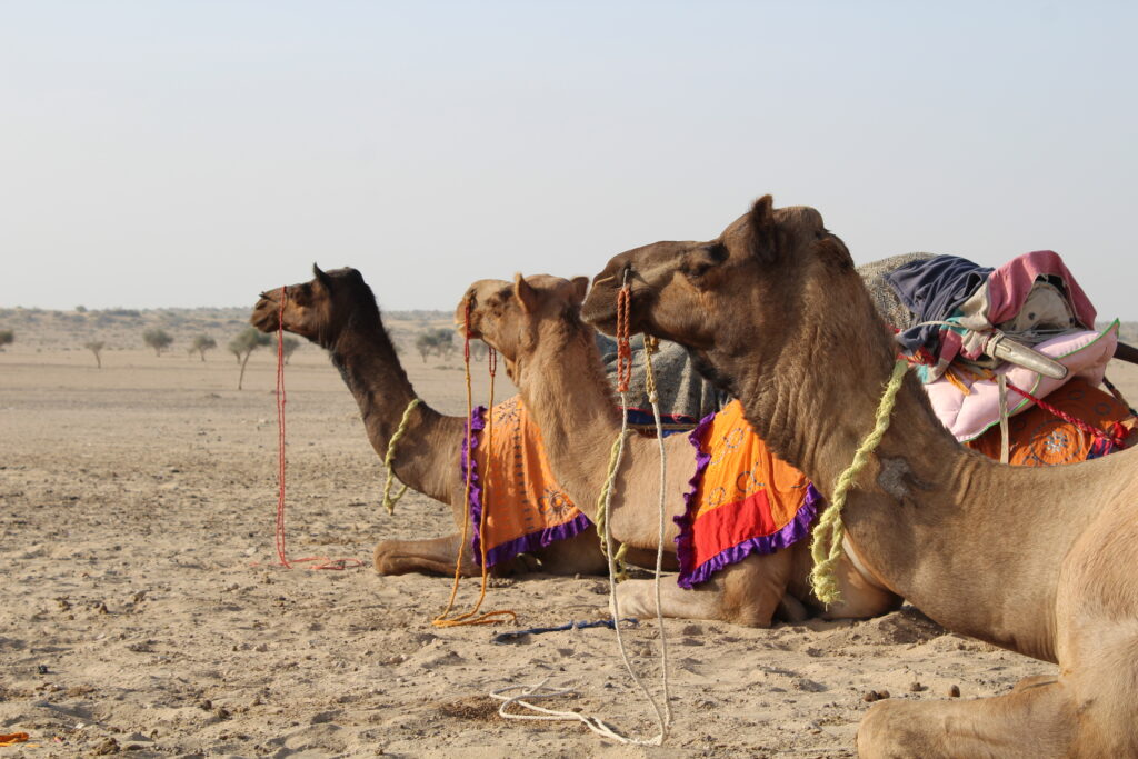 Camel safari in India