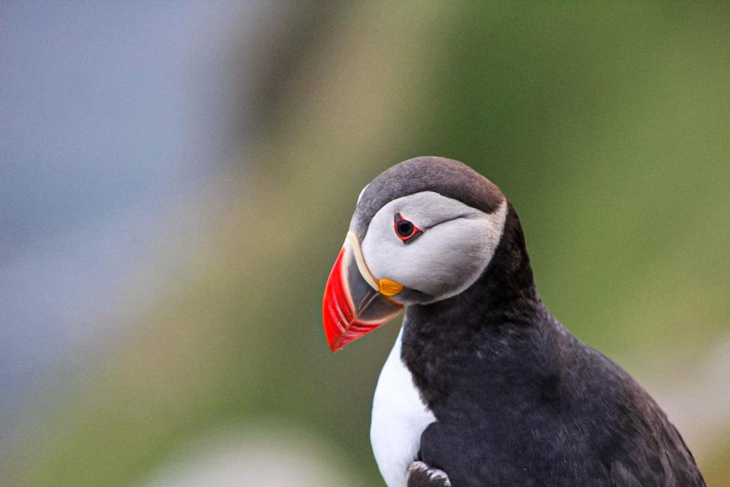 Puffins in Norway
