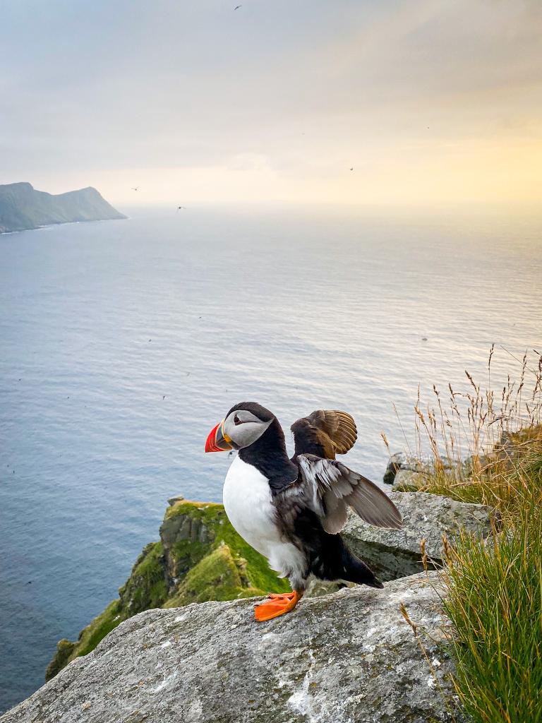 Puffins in Norway